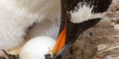 ما اهمية الصفار في بيض الطيور