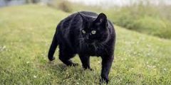 تفسير حلم القطة السوداء في المنام