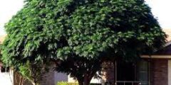 ما هي شجرة السبحبح ويكيبيديا