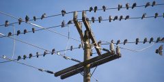 لماذا لا تتكهرب الطيور عند وقوفها على أسلاك الكهرباء؟